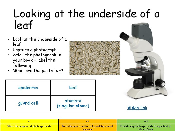 Looking at the underside of a leaf • Look at the underside of a