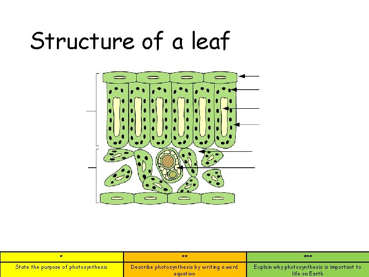 Structure of a leaf * ** *** State the purpose of photosynthesis Describe photosynthesis