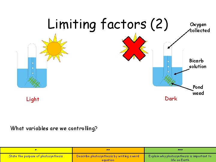 Limiting factors (2) Oxygen collected Bicarb solution Pond weed Dark Light What variables are