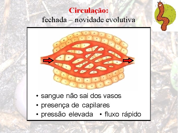 Circulação: fechada – novidade evolutiva • sangue não sai dos vasos • presença de