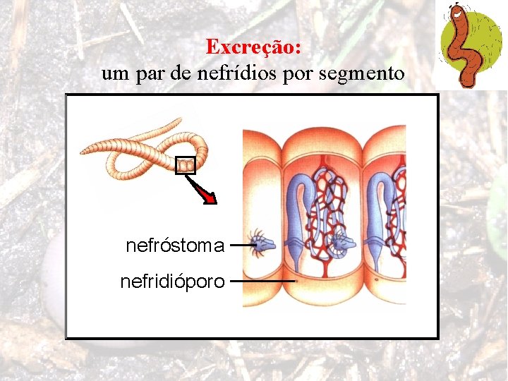 Excreção: um par de nefrídios por segmento nefróstoma nefridióporo 