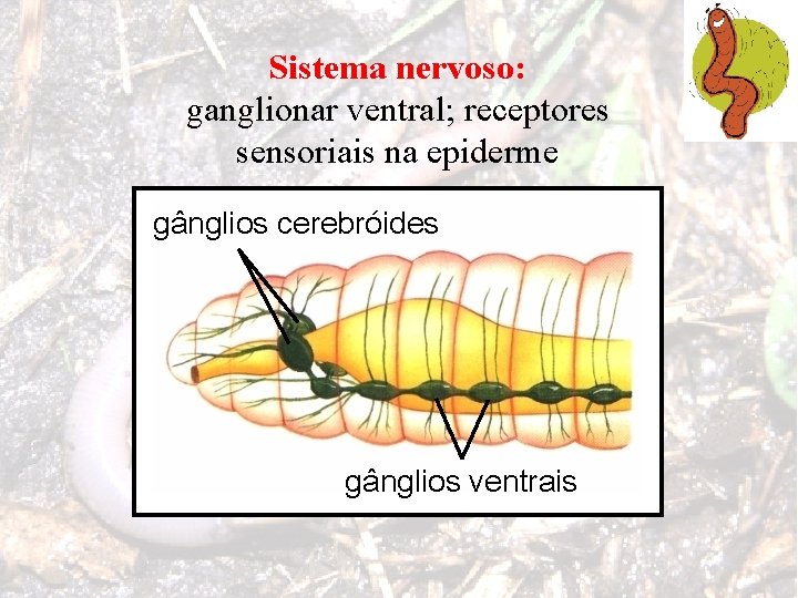 Sistema nervoso: ganglionar ventral; receptores sensoriais na epiderme gânglios cerebróides gânglios ventrais 