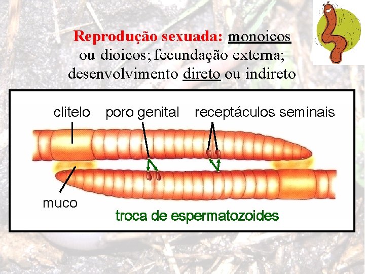 Reprodução sexuada: monoicos ou dioicos; fecundação externa; desenvolvimento direto ou indireto clitelo muco poro