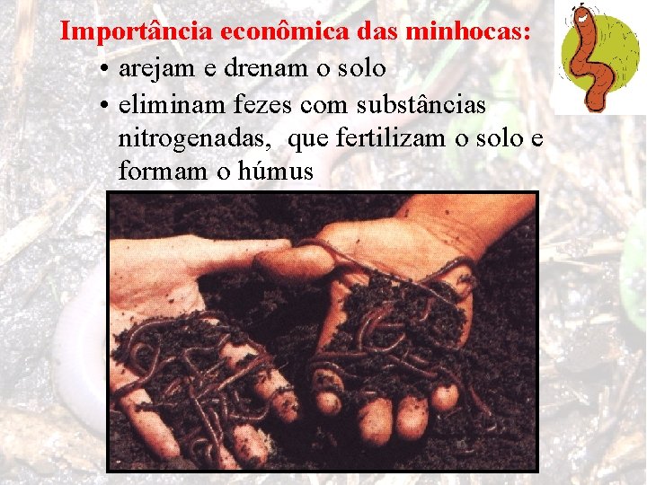 Importância econômica das minhocas: • arejam e drenam o solo • eliminam fezes com