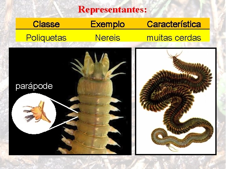 Representantes: Classe Exemplo Característica Poliquetas Nereis muitas cerdas parápode 