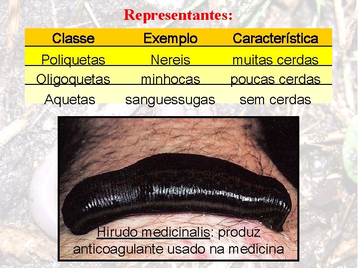 Representantes: Classe Exemplo Característica Poliquetas Oligoquetas Aquetas Nereis minhocas sanguessugas muitas cerdas poucas cerdas