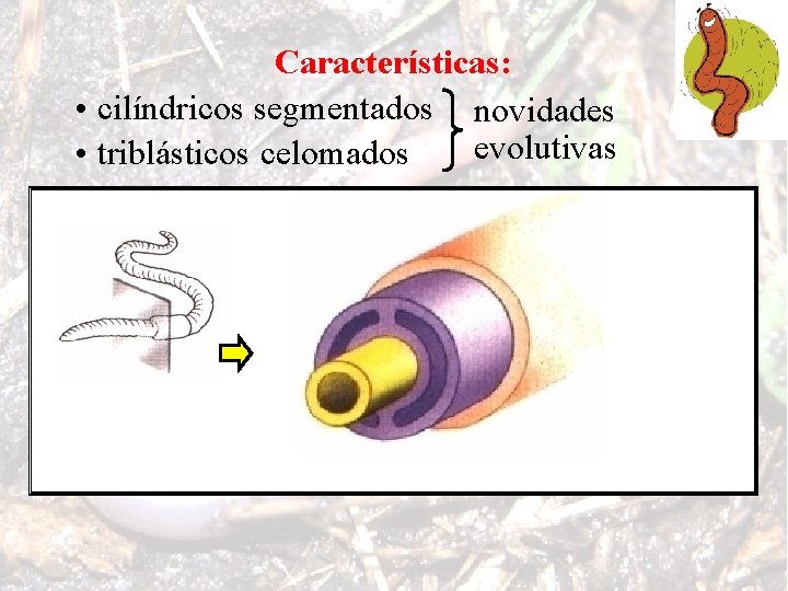 Características: • cilíndricos segmentados novidades evolutivas • triblásticos celomados 