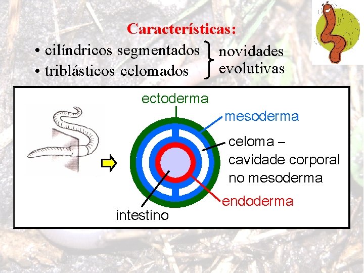 Características: • cilíndricos segmentados novidades evolutivas • triblásticos celomados ectoderma mesoderma celoma – cavidade