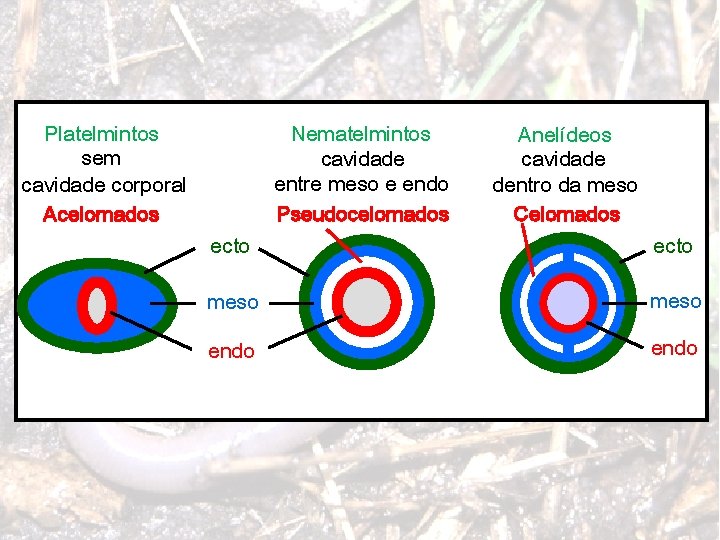 Platelmintos sem cavidade corporal Acelomados Nematelmintos cavidade entre meso e endo Pseudocelomados Anelídeos cavidade