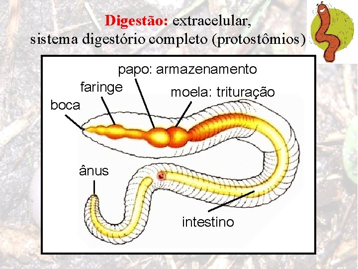 Digestão: extracelular, sistema digestório completo (protostômios) papo: armazenamento faringe moela: trituração boca ânus intestino