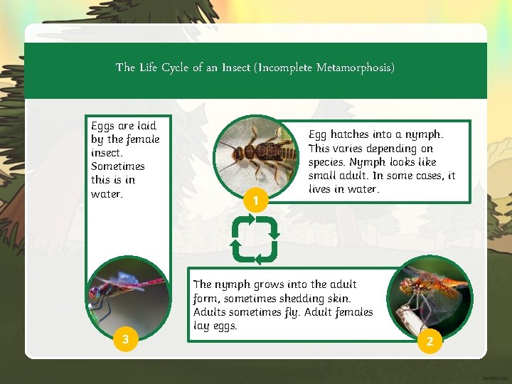 The Life Cycle of an Insect (Incomplete Metamorphosis) Eggs are laid by the female