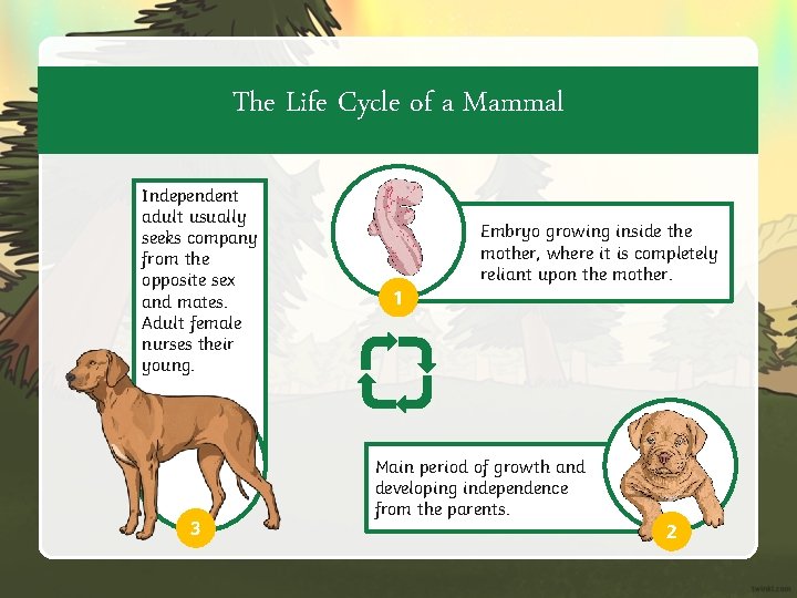 The Life Cycle of a Mammal Independent adult usually seeks company from the opposite