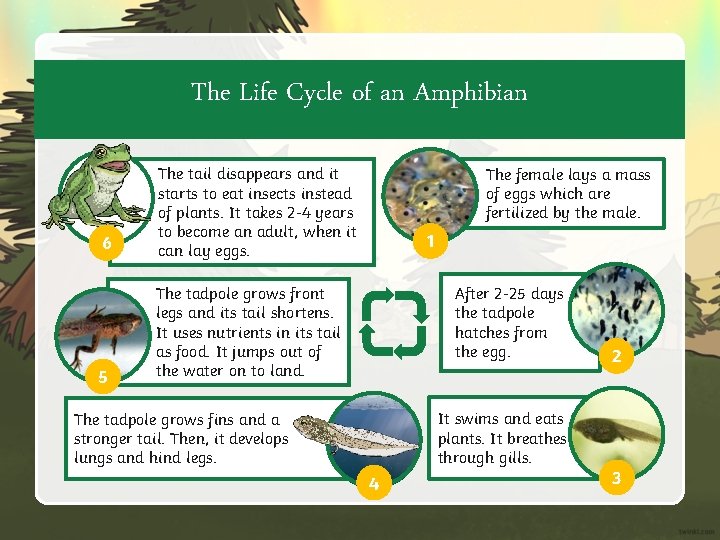 The Life Cycle of an Amphibian 6 The tail disappears and it starts to