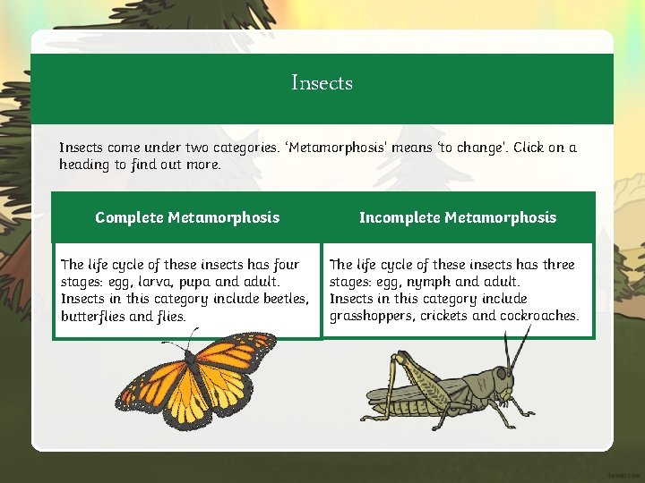 Insects come under two categories. ‘Metamorphosis’ means ‘to change’. Click on a heading to