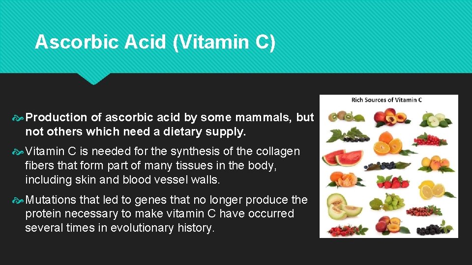 Ascorbic Acid (Vitamin C) Production of ascorbic acid by some mammals, but not others