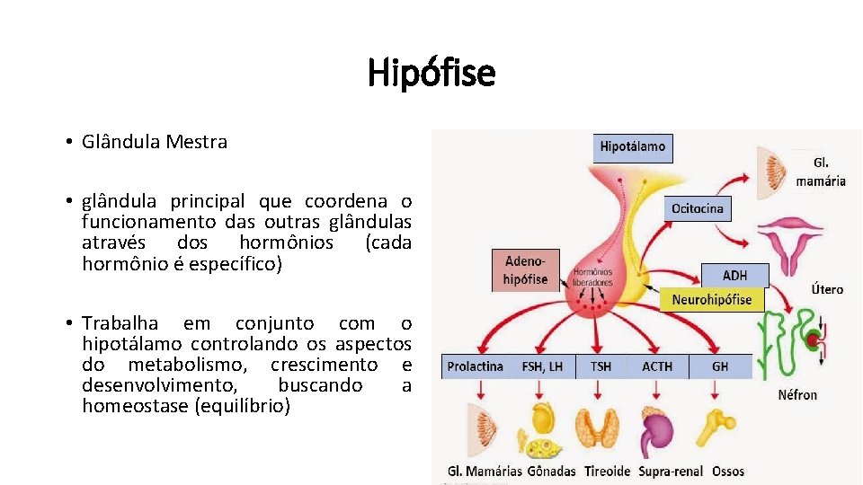 Hipófise • Glândula Mestra • glândula principal que coordena o funcionamento das outras glândulas