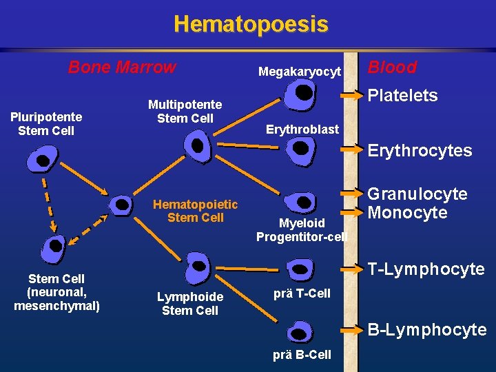Hematopoesis Bone Marrow Pluripotente Stem Cell Multipotente Stem Cell Megakaryocyt Blood Platelets Erythroblast Erythrocytes