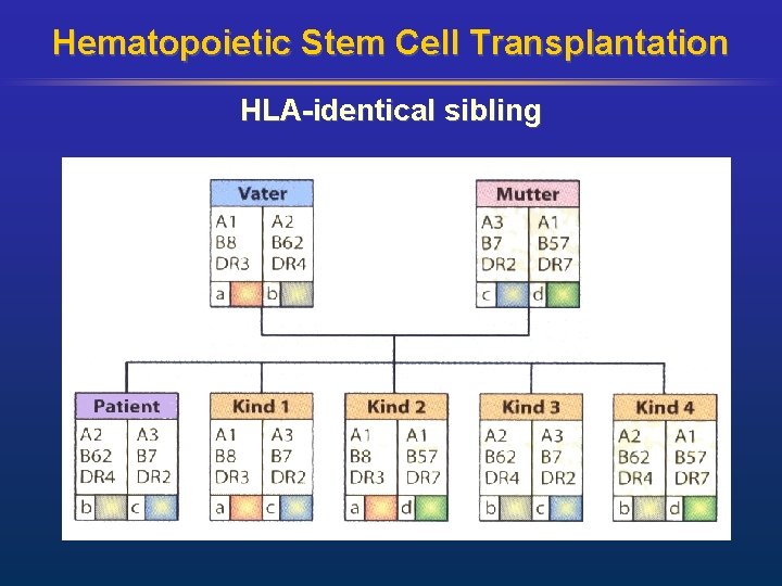 Hematopoietic Stem Cell Transplantation HLA-identical sibling 