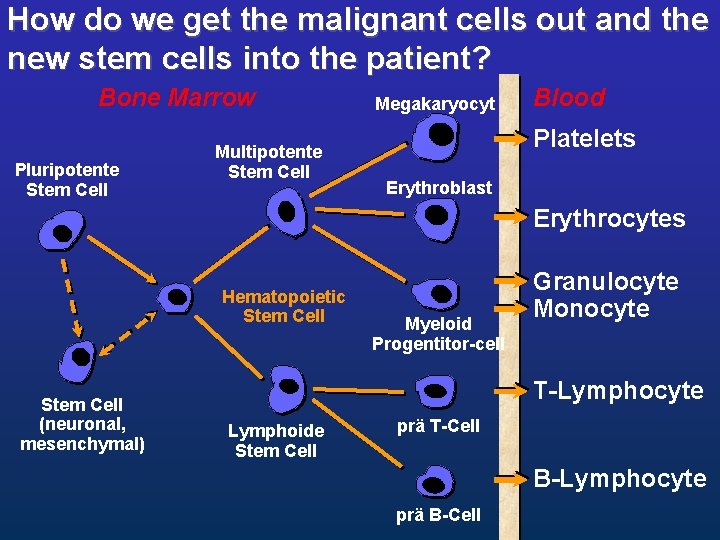 How do we get the malignant cells out and the new stem cells into