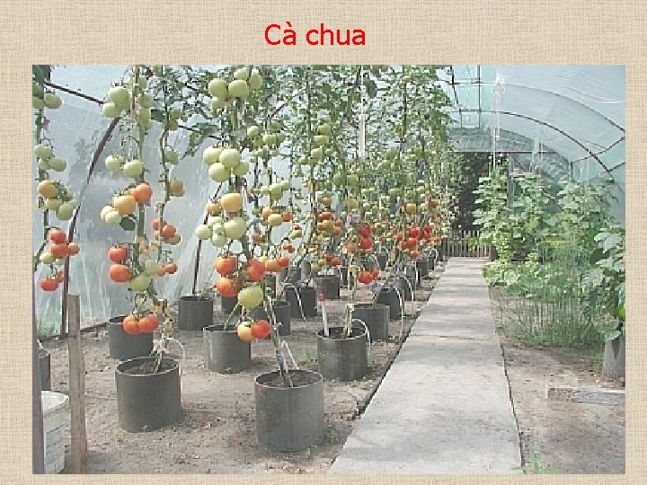 Cà chua 