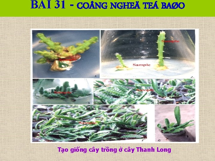 BÀI 31 - CO NG NGHEÄ TEÁ BAØO Tạo giống cây trồng ở cây