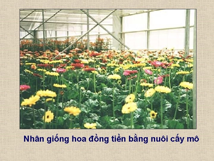 Nhân giống hoa đồng tiền bằng nuôi cấy mô 