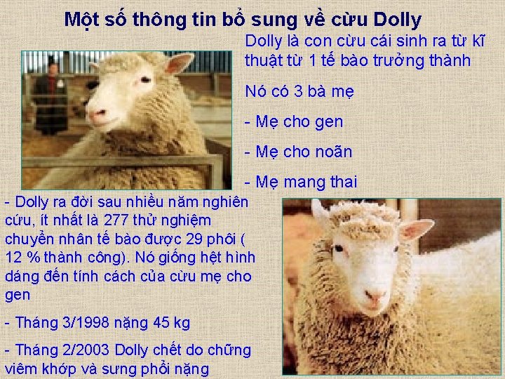 Một số thông tin bổ sung về cừu Dolly là con cừu cái sinh