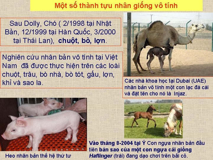 Một số thành tựu nhân giống vô tính Sau Dolly, Chó ( 2/1998 tại