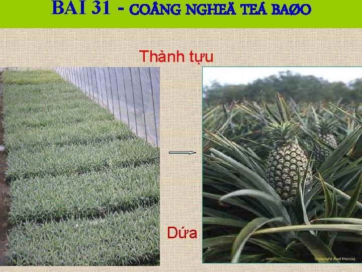 BÀI 31 - CO NG NGHEÄ TEÁ BAØO Thành tựu Dứa 