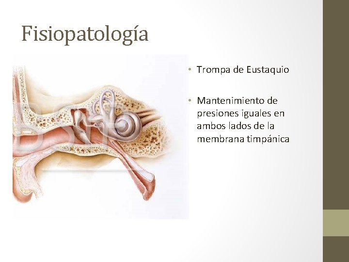 Fisiopatología • Trompa de Eustaquio • Mantenimiento de presiones iguales en ambos lados de