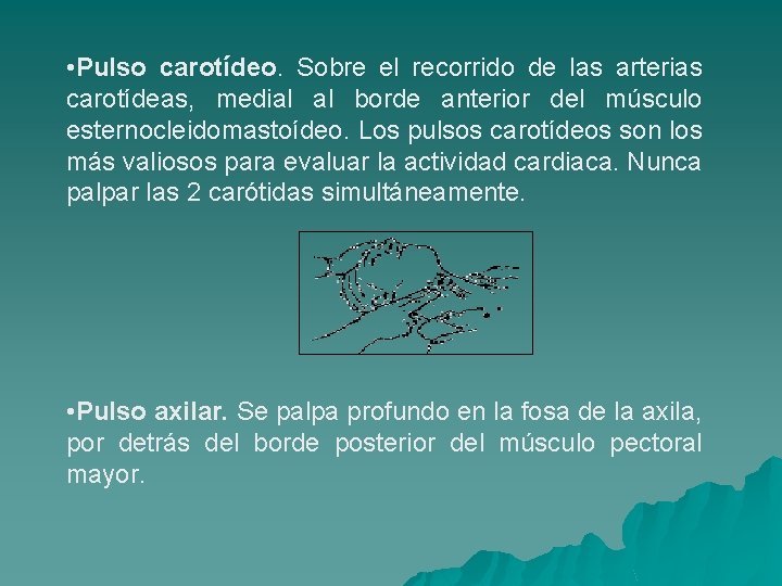  • Pulso carotídeo. Sobre el recorrido de las arterias carotídeas, medial al borde