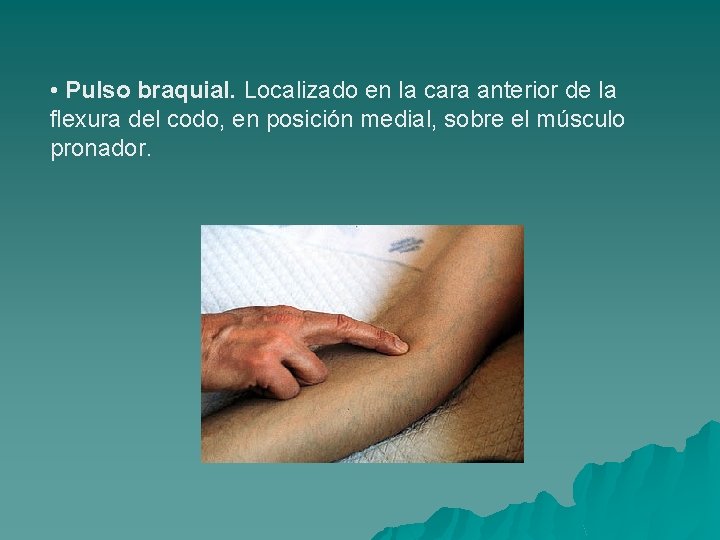  • Pulso braquial. Localizado en la cara anterior de la flexura del codo,