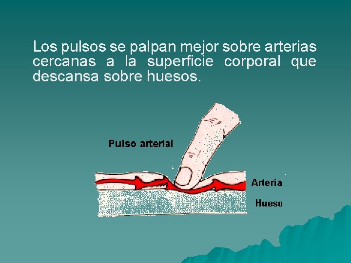 Los pulsos se palpan mejor sobre arterias cercanas a la superficie corporal que descansa
