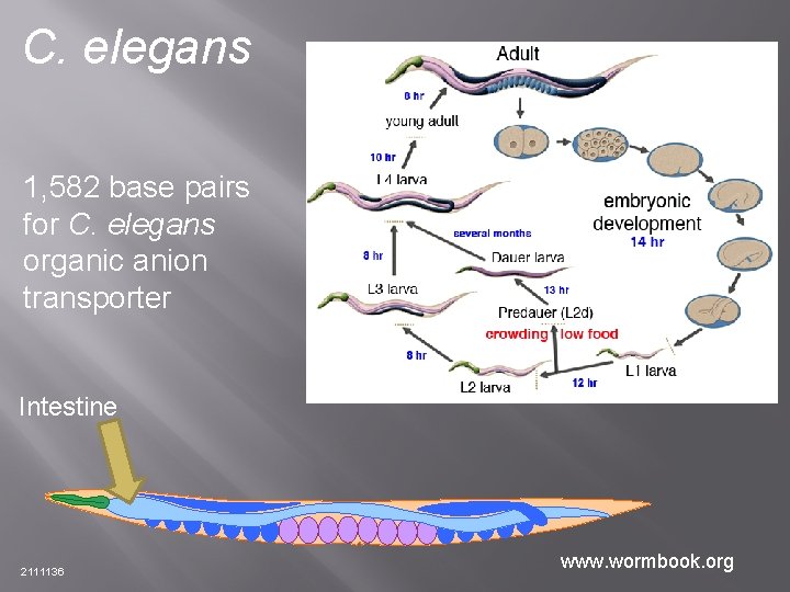 C. elegans 1, 582 base pairs for C. elegans organic anion transporter Intestine 2111136