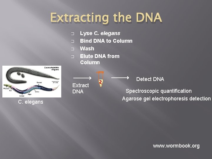 Extracting the DNA � � Lyse C. elegans Bind DNA to Column Wash Elute