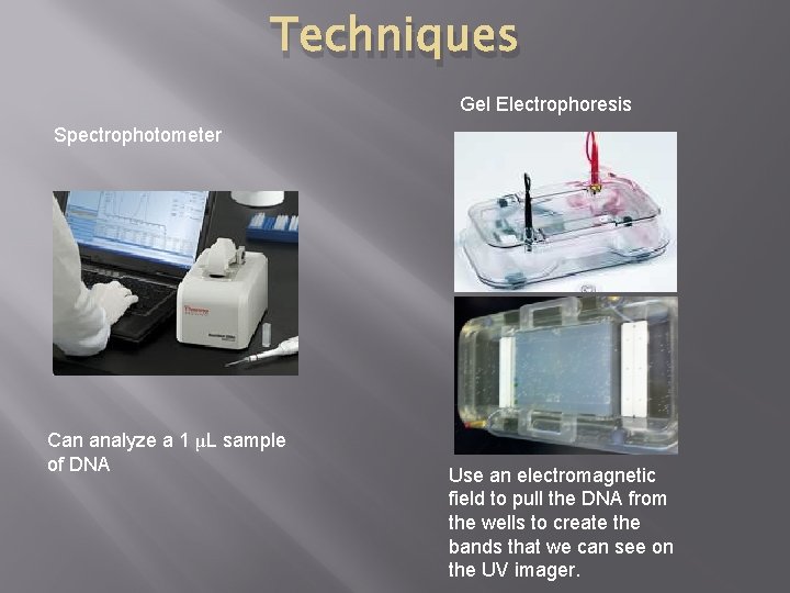 Techniques Gel Electrophoresis Spectrophotometer Can analyze a 1 μL sample of DNA Use an