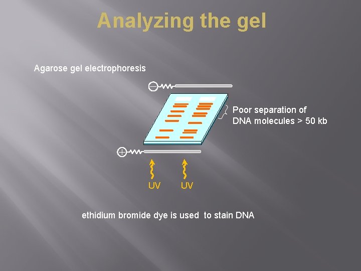 Analyzing the gel Agarose gel electrophoresis Poor separation of DNA molecules > 50 kb