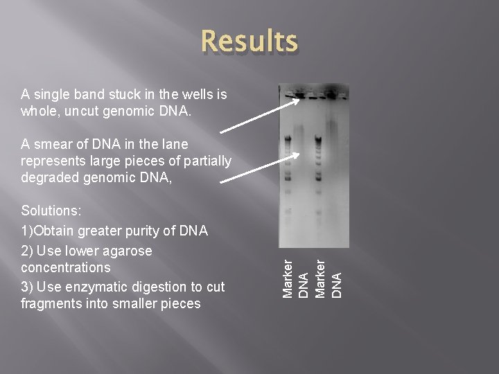 Results A single band stuck in the wells is whole, uncut genomic DNA. Solutions: