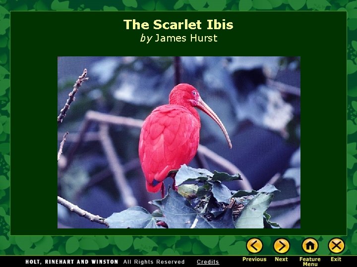 The Scarlet Ibis by James Hurst 
