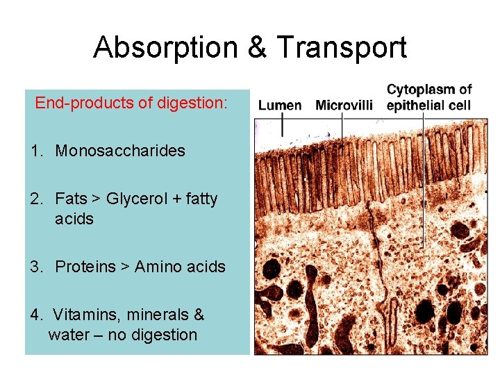 Absorption & Transport End-products of digestion: 1. Monosaccharides 2. Fats > Glycerol + fatty