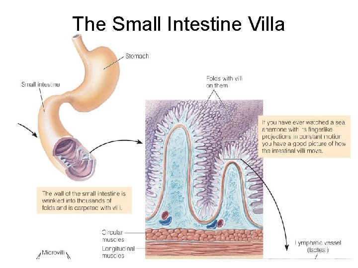 The Small Intestine Villa 