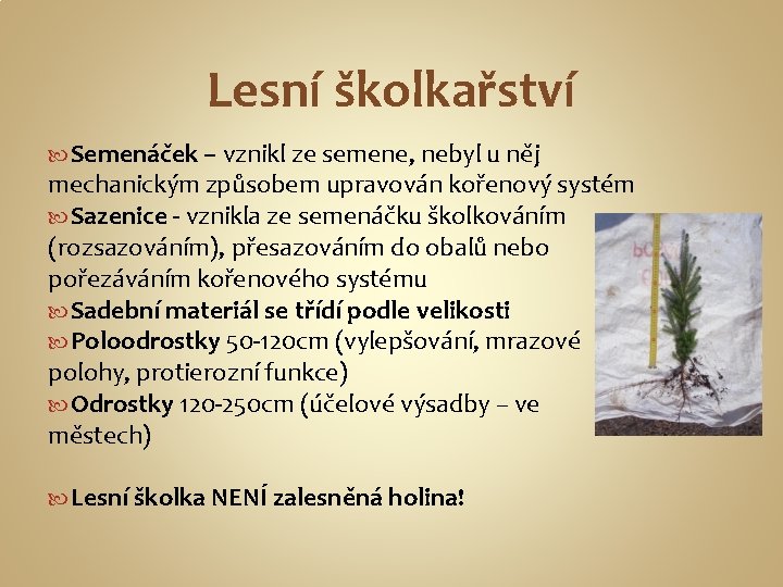 Lesní školkařství Semenáček – vznikl ze semene, nebyl u něj mechanickým způsobem upravován kořenový