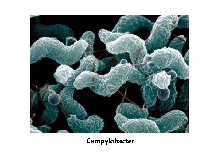 Campylobacter 