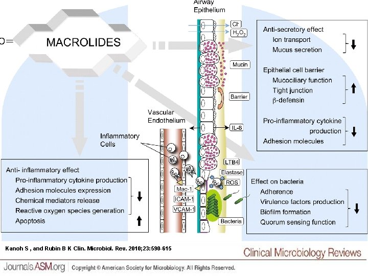 Kanoh S , and Rubin B K Clin. Microbiol. Rev. 2010; 23: 590 -615