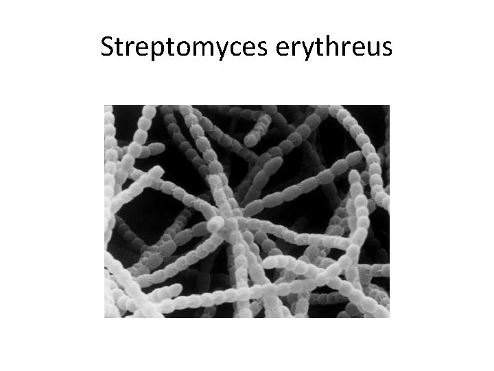 Streptomyces erythreus 