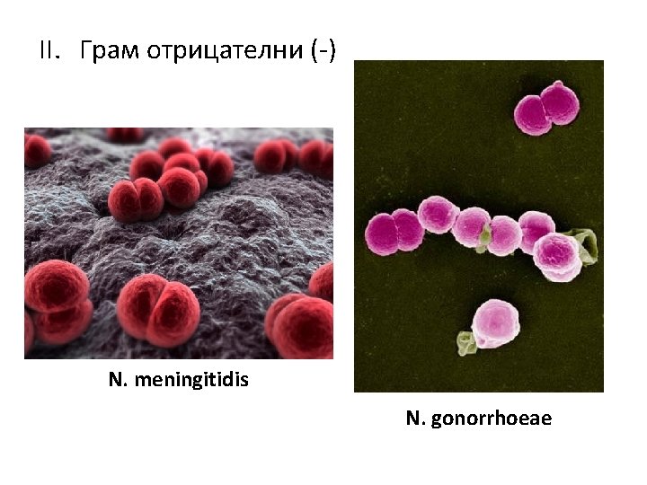 II. Грам отрицателни (-) N. meningitidis N. gonorrhoeae 