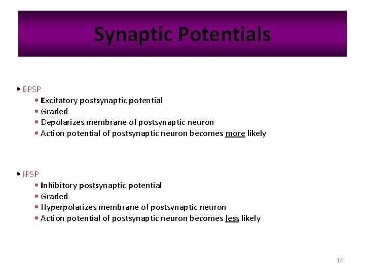 Synaptic Potentials • EPSP • Excitatory postsynaptic potential • Graded • Depolarizes membrane of Synaptic Potentials • EPSP • Excitatory postsynaptic potential • Graded • Depolarizes membrane of