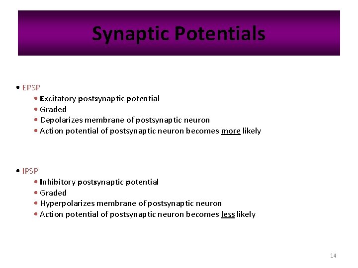 Synaptic Potentials • EPSP • Excitatory postsynaptic potential • Graded • Depolarizes membrane of