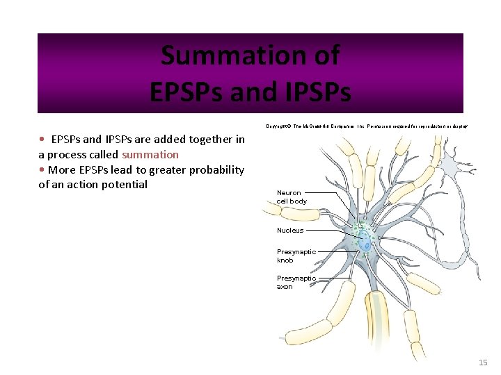 Summation of EPSPs and IPSPs Copyright © The Mc. Graw-Hill Companies, Inc. Permission required