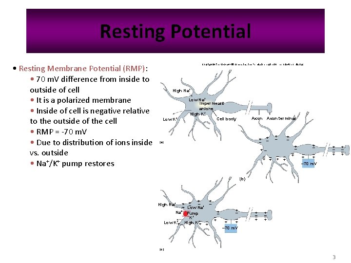 Resting Potential • Resting Membrane Potential (RMP): • 70 m. V difference from inside